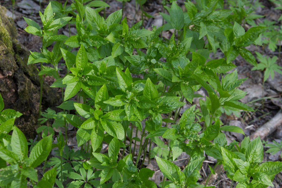Пролесник (Mercurialis perennis