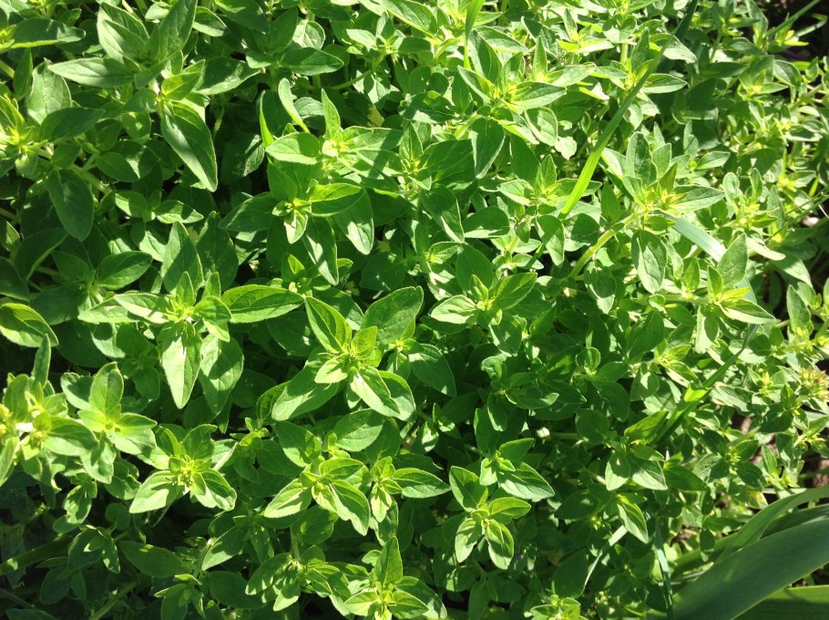 Пролесник многолетний Mercurialis perennis