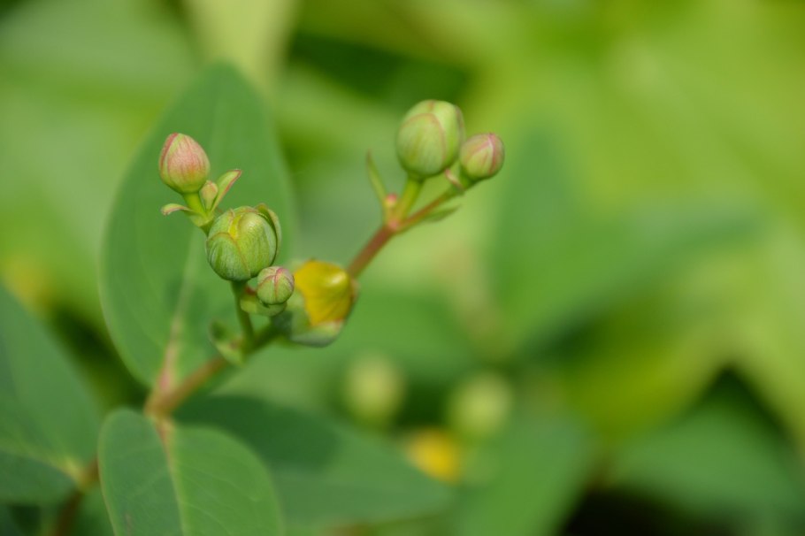 Пролесник многолетний Ботаническая иллюстрация