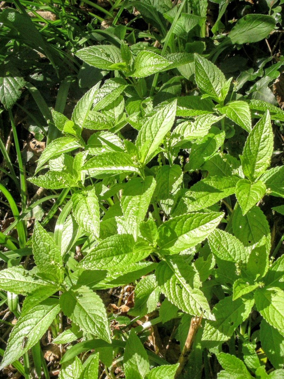 Пролесник многолетний (Mercuriális perénnis)