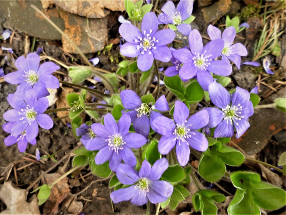 Пролесник многолетний Mercurialis perennis