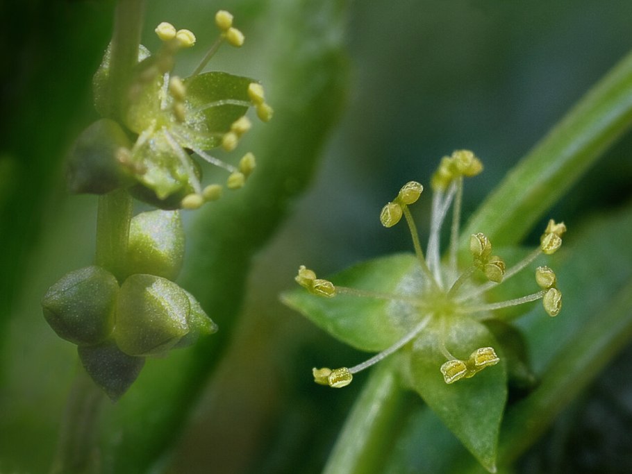 Пролесник многолетний Mercurialis perennis