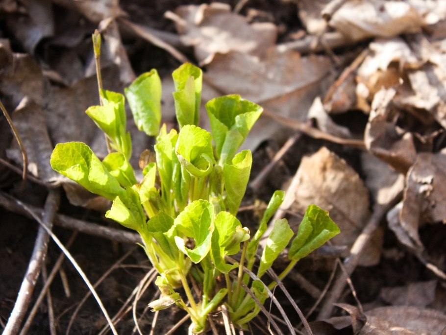 Пролеска многолетняя Mercurialis perennis