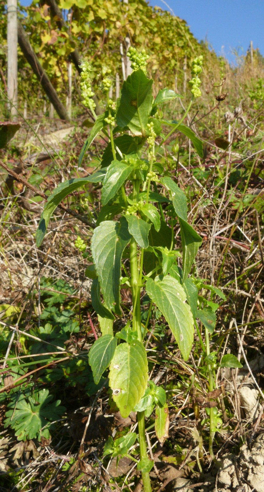 Пролесник многолетний рисунок