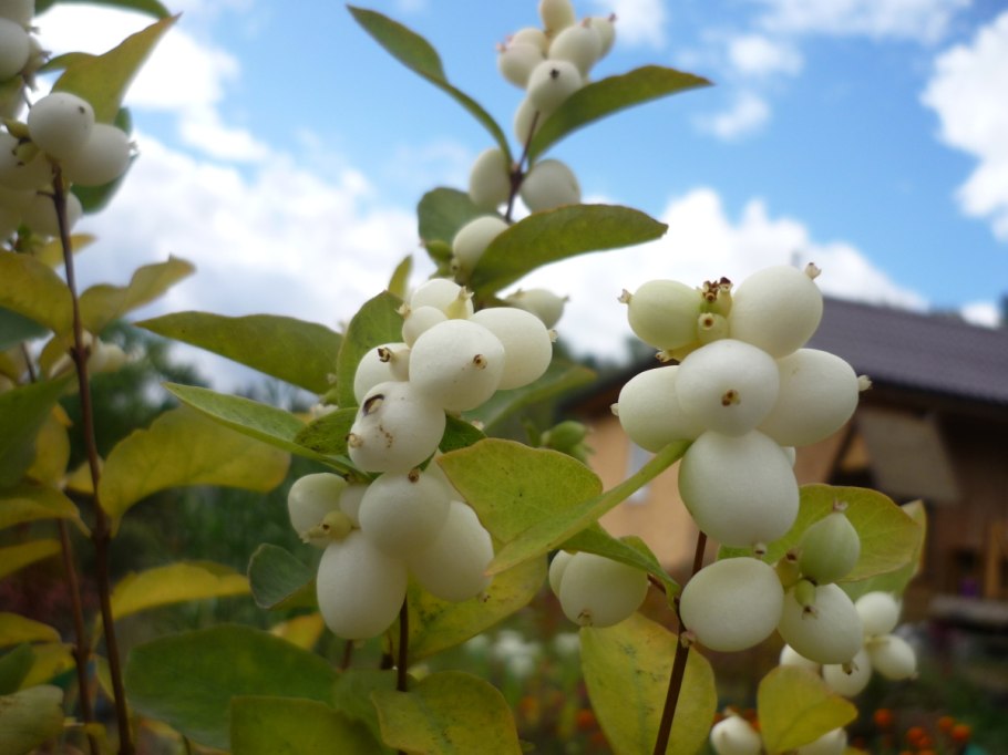 Снежноягодник Хенаульта