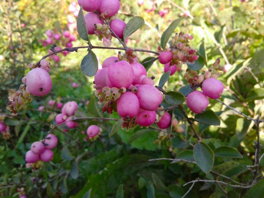 Снежноягодник Хенаульта