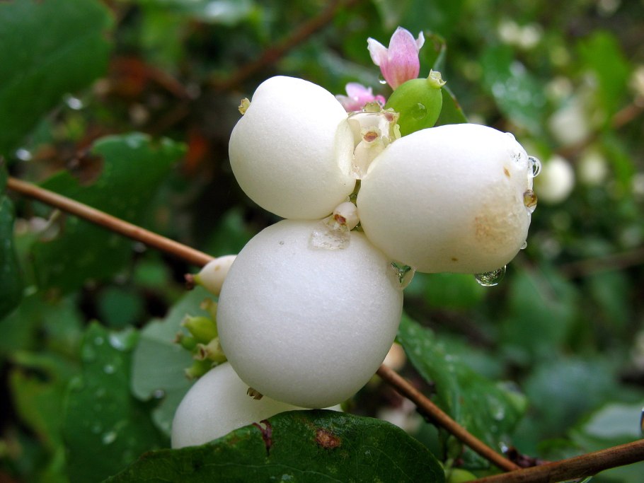 Снежноягодник Доренбоза