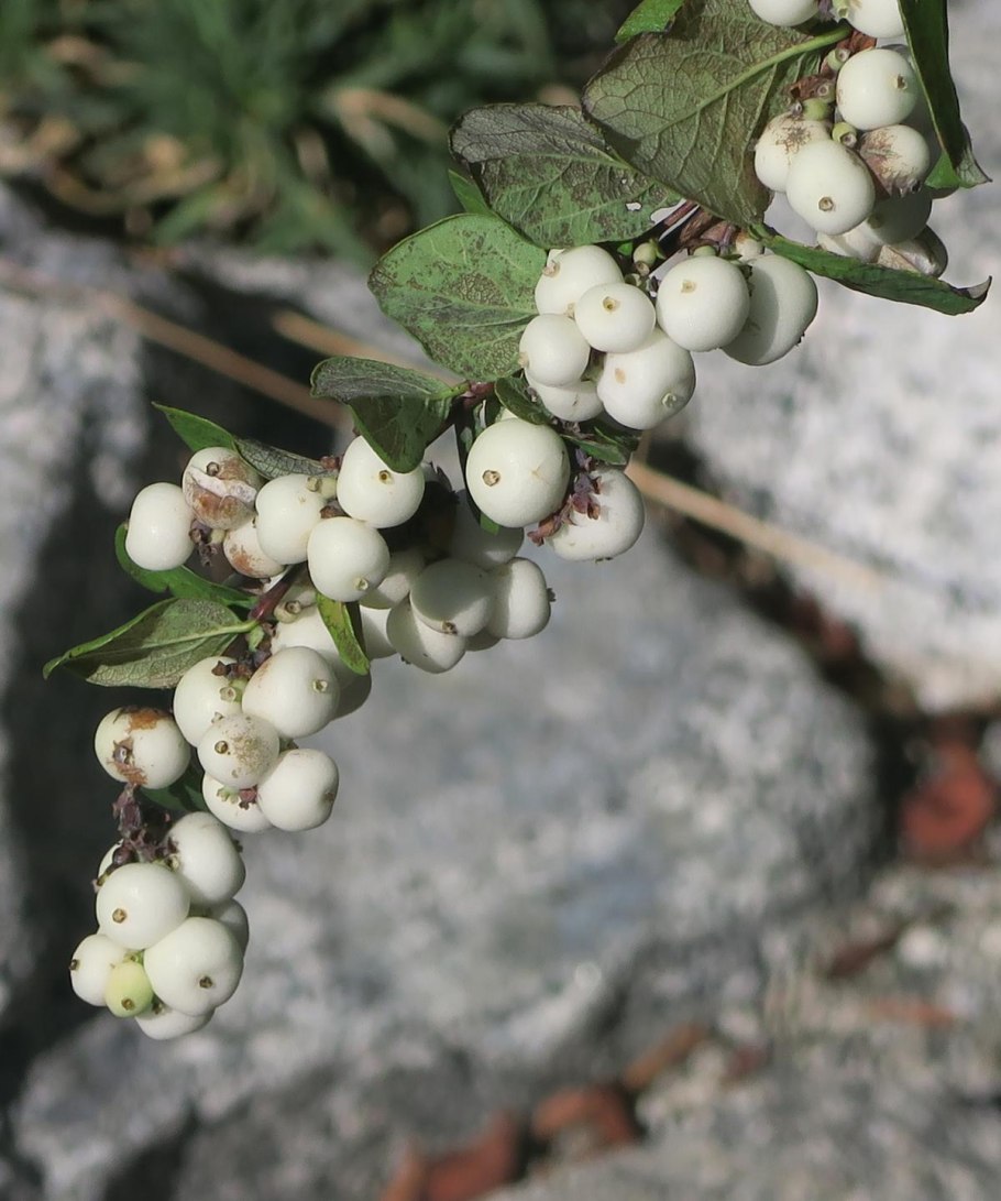 Симфорикарпус снежноягодник