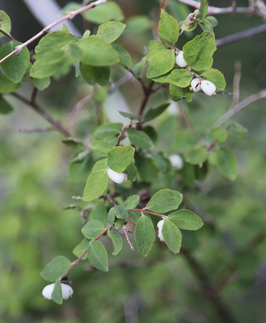 Снежноягодник белый (Symphoricarpos Albus) куст