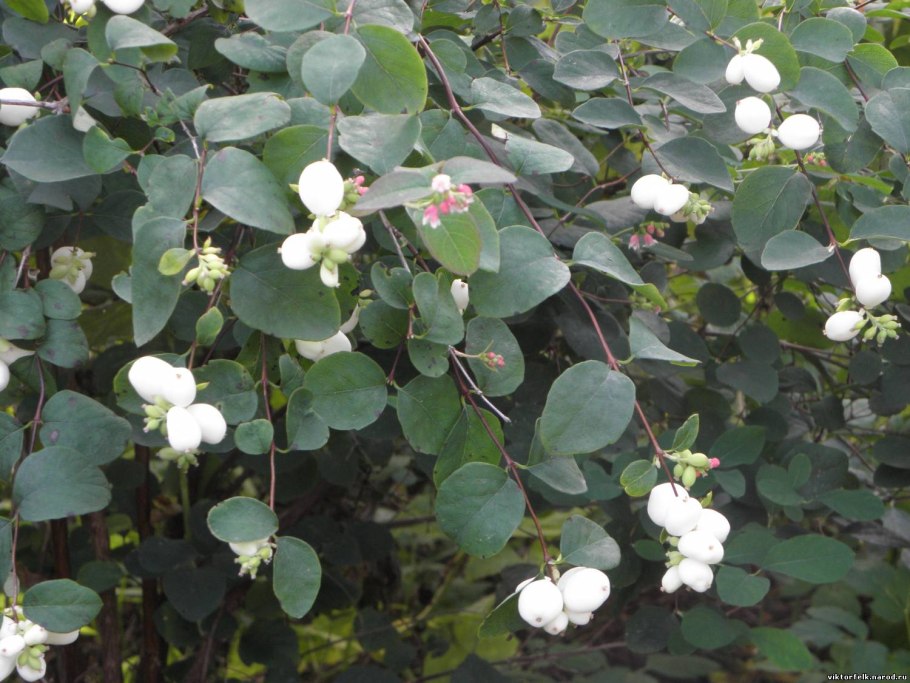 Снежноягодник белый (Symphoricarpos Albus) куст
