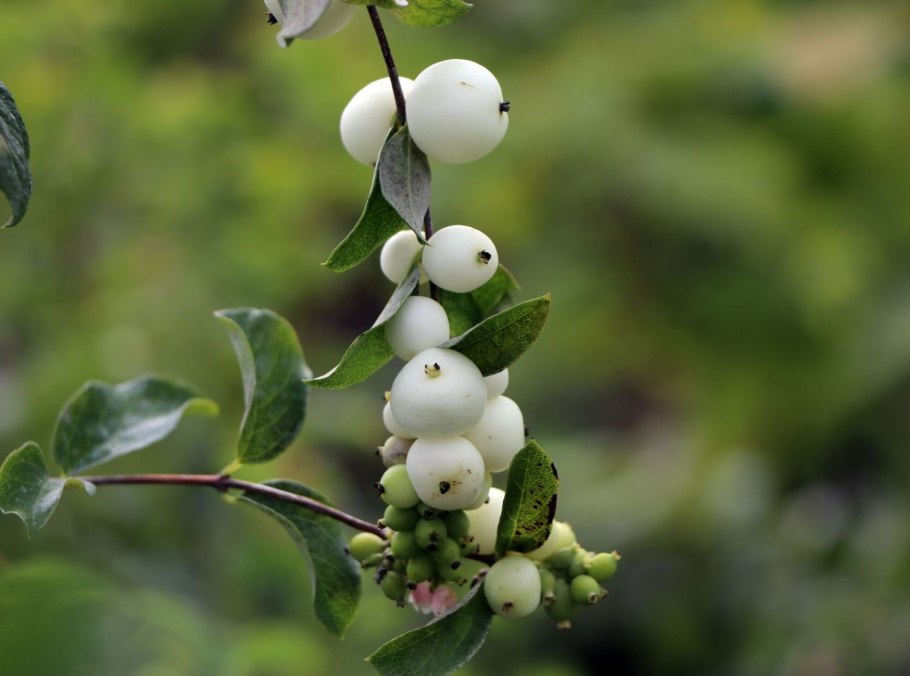 Снежноягодник розовоплодный