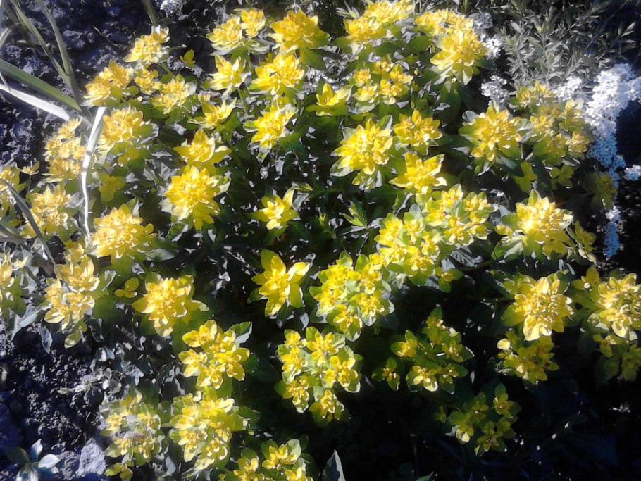 Молочай длиннорогий