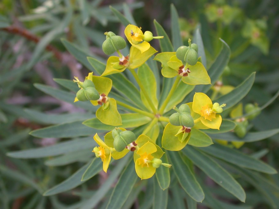 Молочай (Euphorbia)