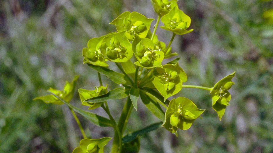 Молочай Жигулёвский (Euphorbia zhiguliensis)