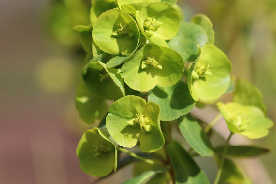 Молочай монетчатый