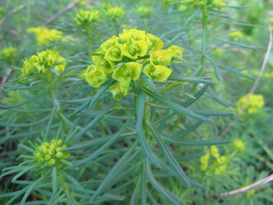 Молочай прутьевидный Euphorbia virgata