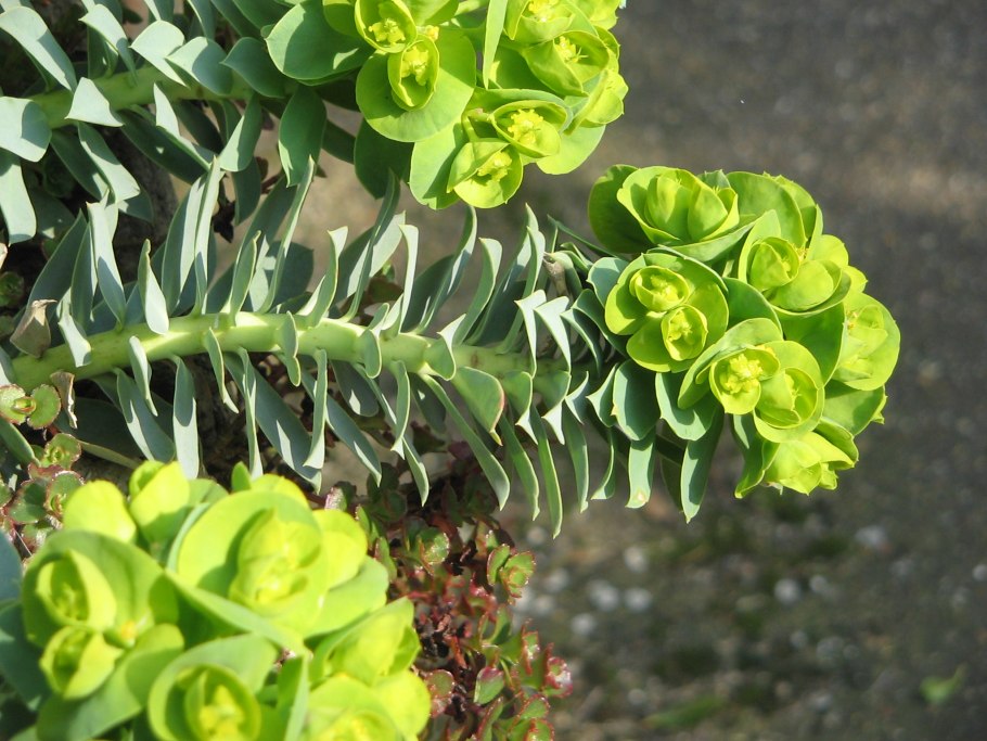 Amandelwolfsmelk Euphorbia молочай