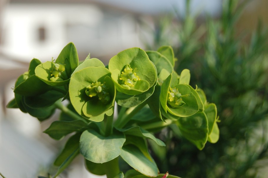 Candelilla Euphorbia