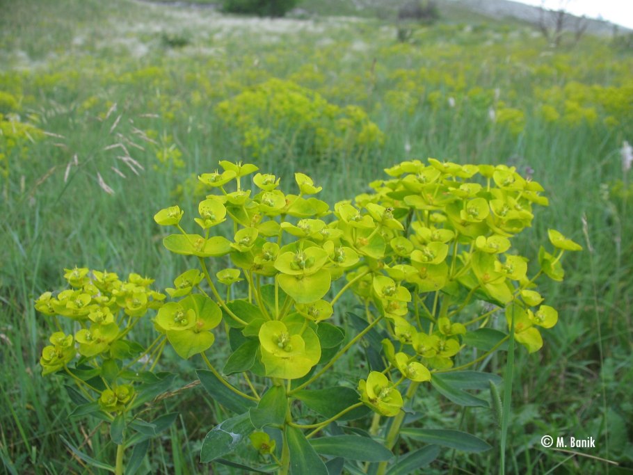 Молочай Луговой молочай