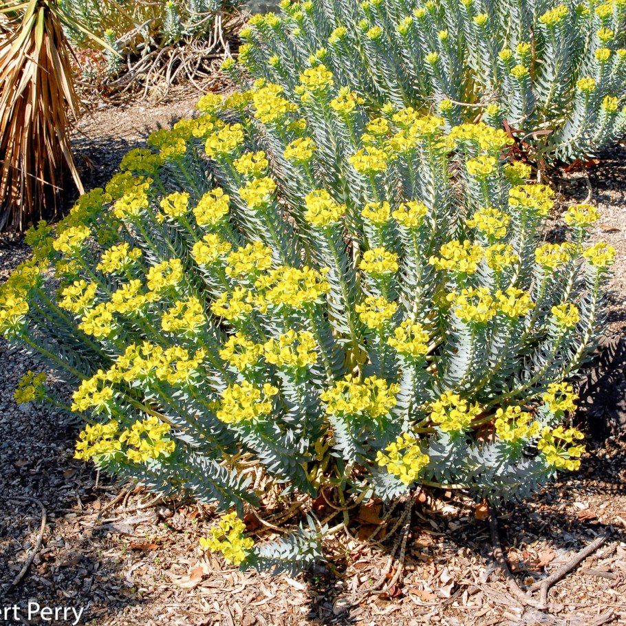 Молочай Жигулевский (Euphorbia zhiguliensis Prokh.).