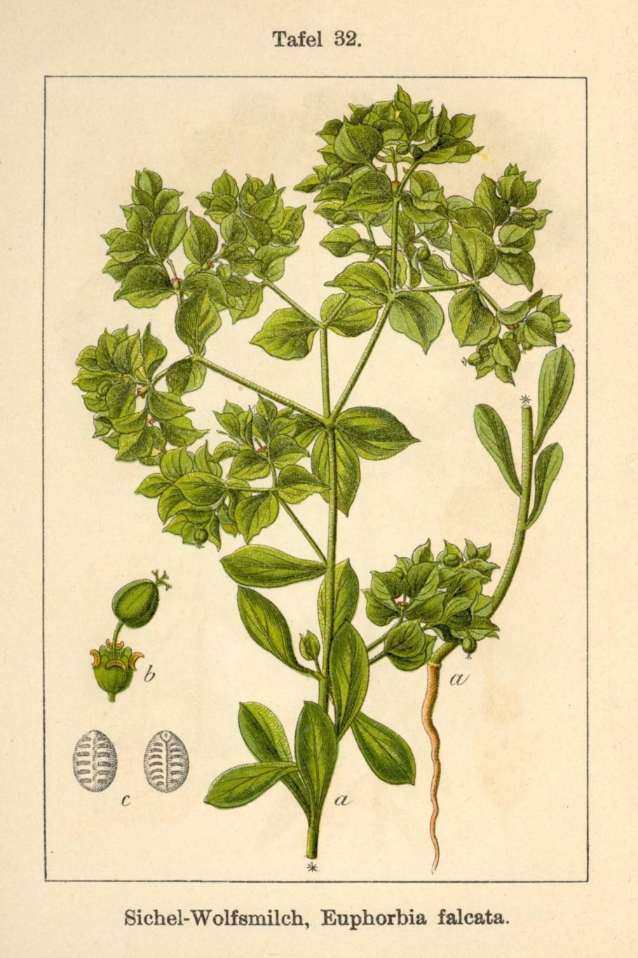 Молочай ботаника