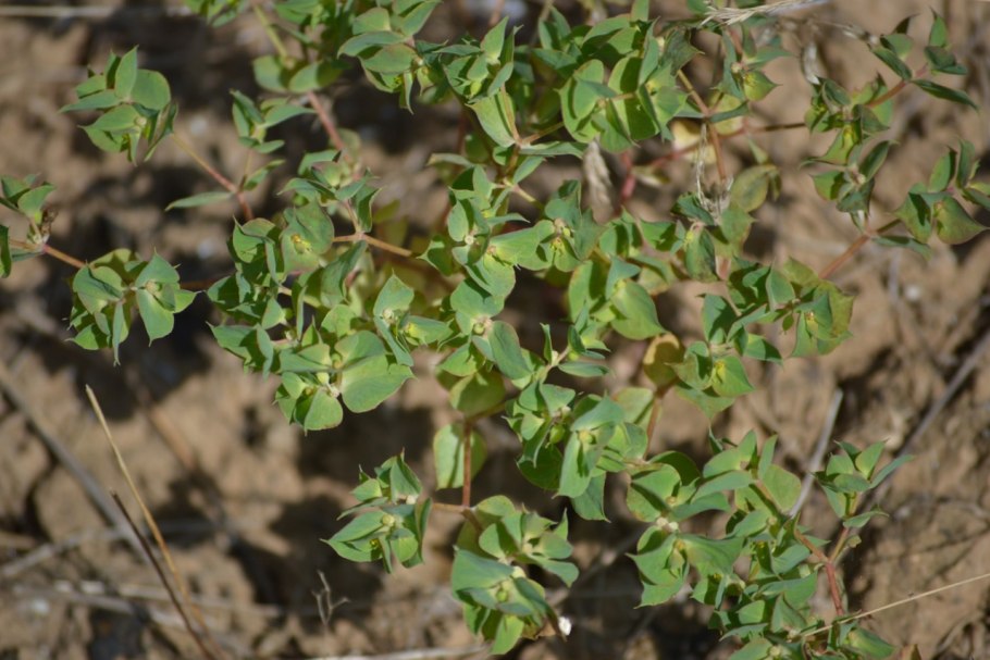 Молочай серповидный сорняк