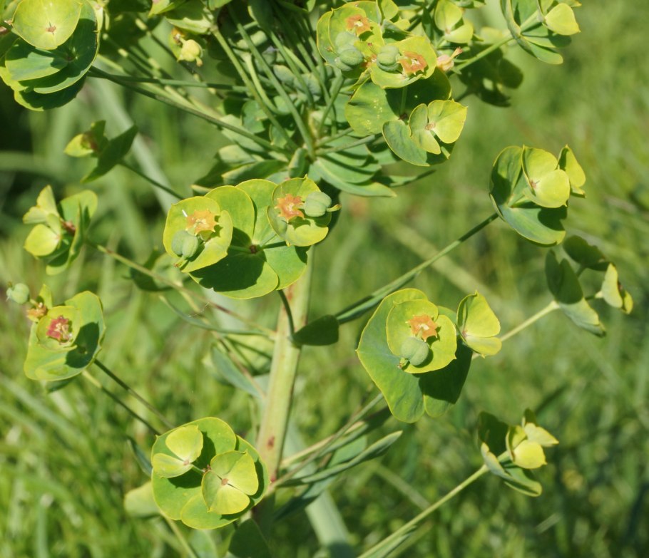 Молочай Лиана комнатный цветок