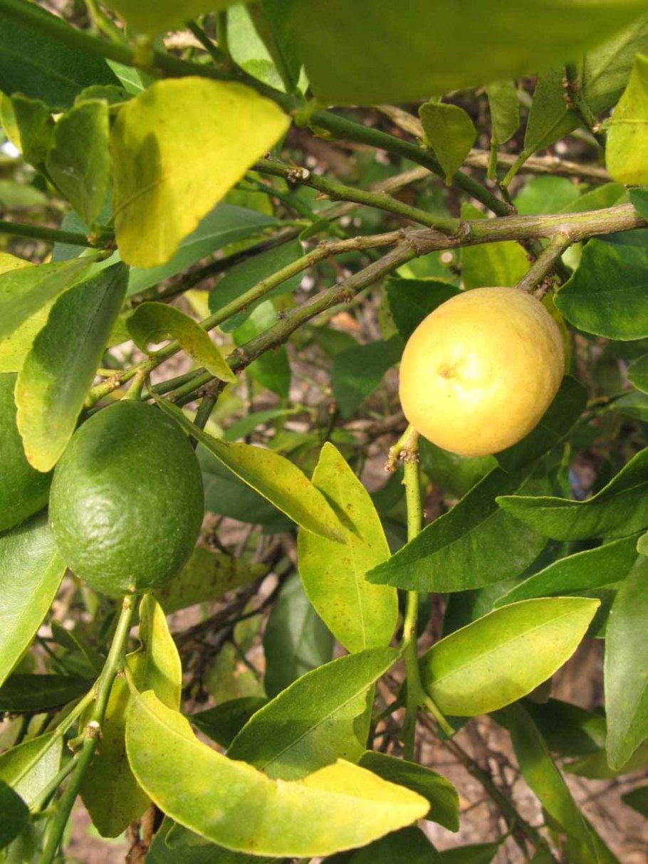 Цитрофортунелла флоридана Лаймкват