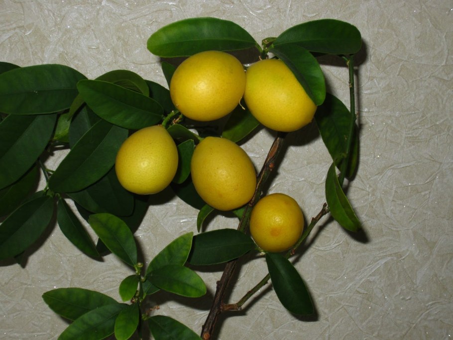 Лаймкват Юстис