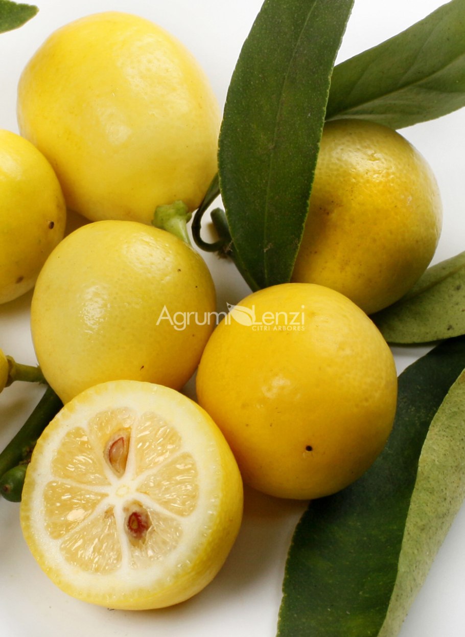 Цитрус Лаймкват