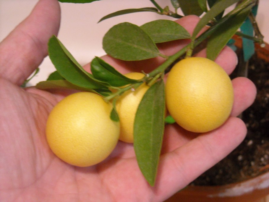 Цитрофортунелла Лаймкват