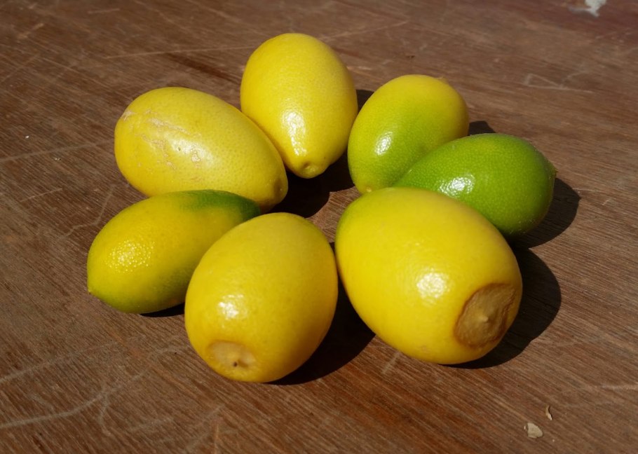 Лимонелла цитрус