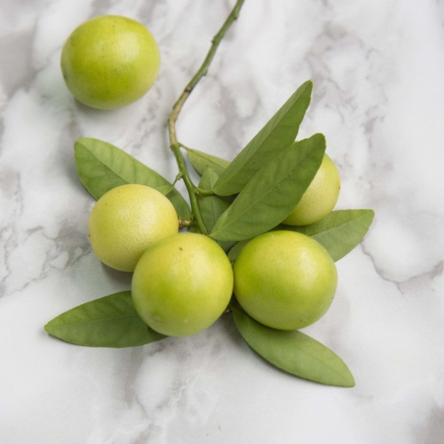 Цитрус Лаймкват Юстис