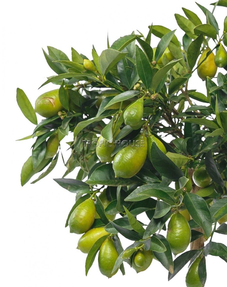 Цитрофортунелла флоридана Лаймкват