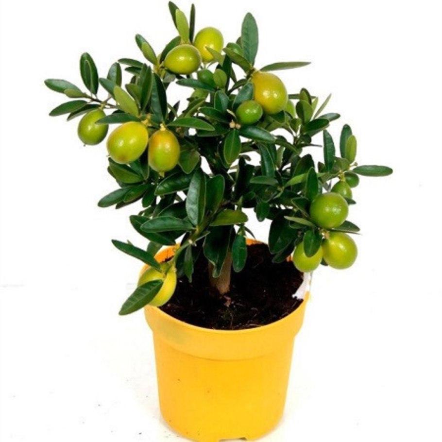 Лаймкват Лейкленд