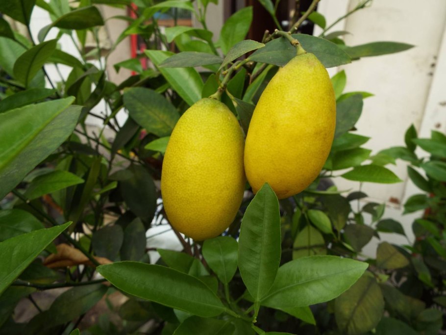 Цитрус Лаймкват Лейкленд