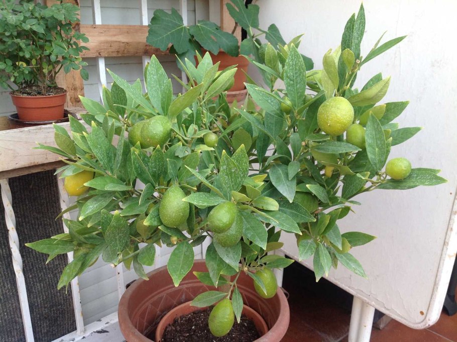 Цитрус Лаймкват Лейкленд