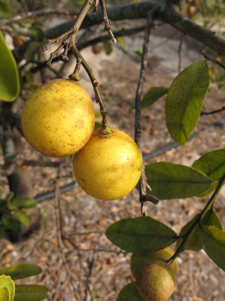 Лимон гибрид