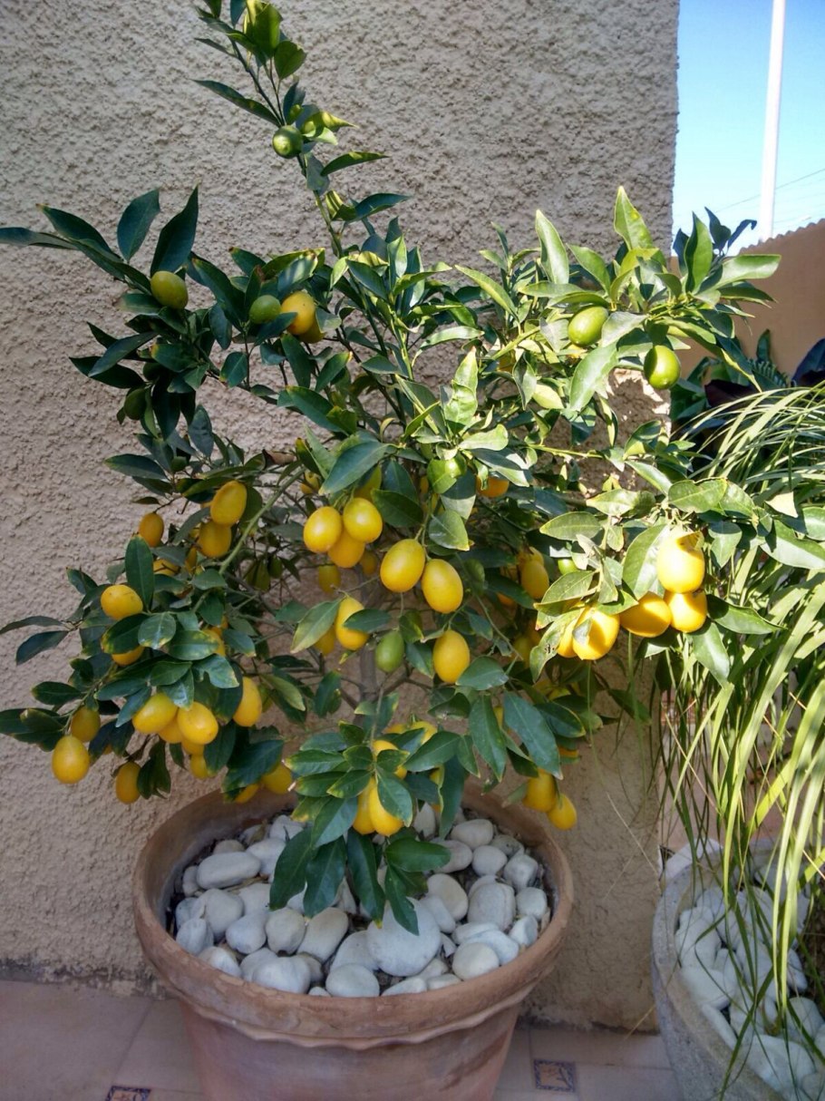 Лаймкват Юстис