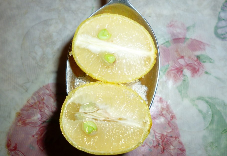 Лимон сорт Мейер