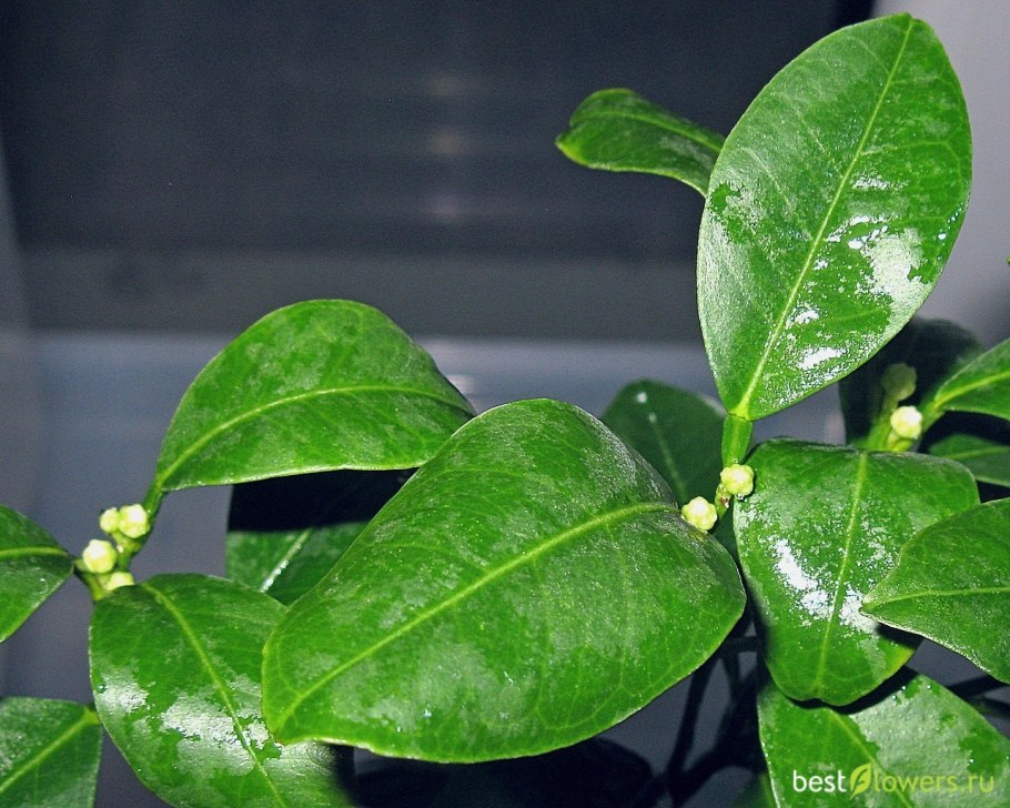 Лаймкват фрукт