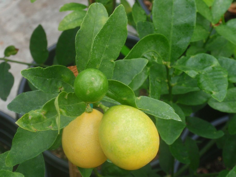 Цитрус Лаймкват Лейкленд