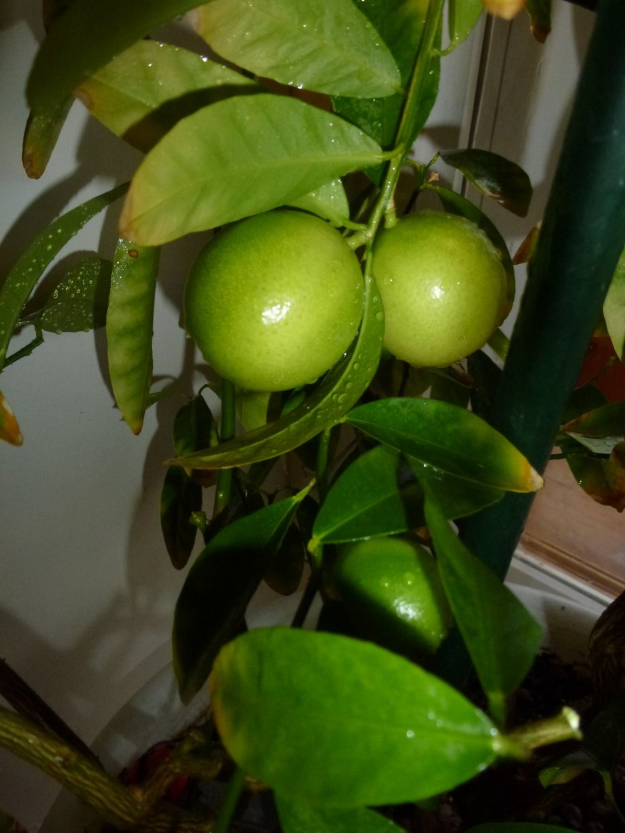 Цитрус Лаймкват Юстис