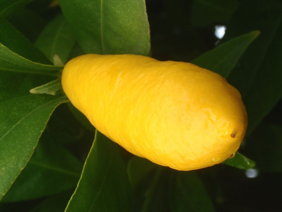 Цитрус Лаймкват лимон