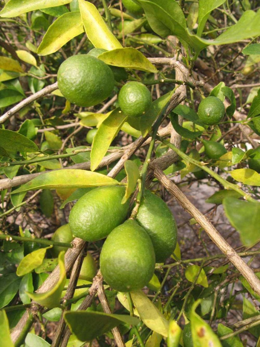 Цитрофортунелла микро