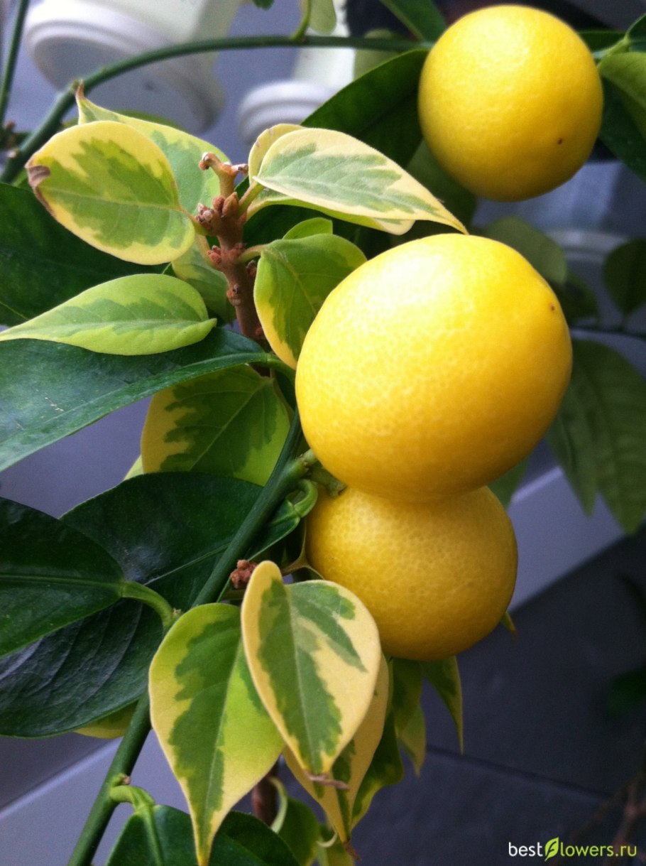 Лаймкват Юстис