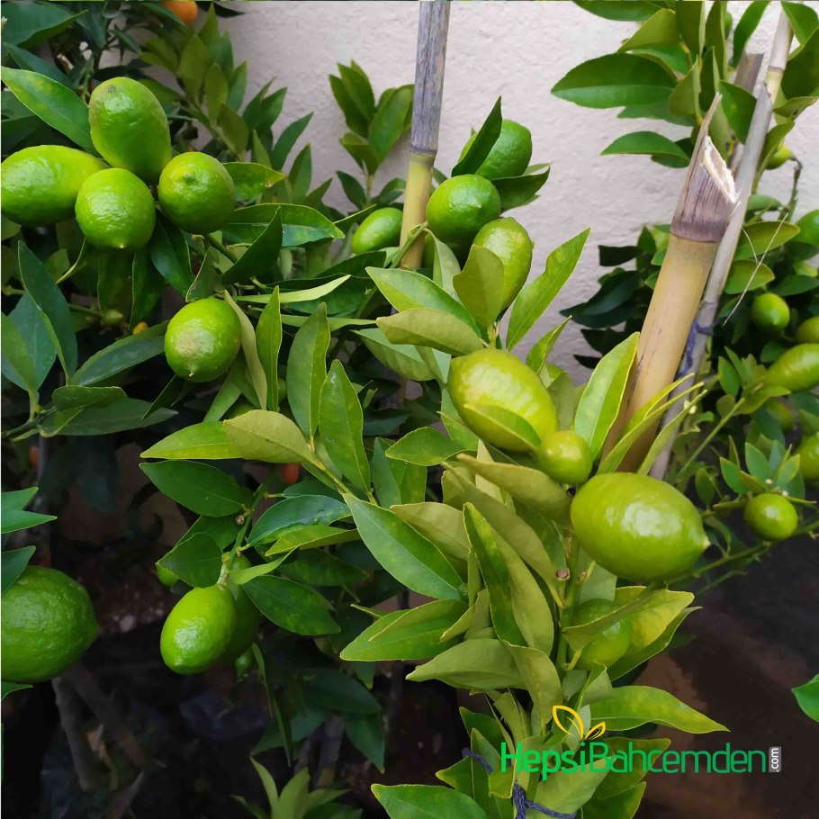 Sunny лимон лайм