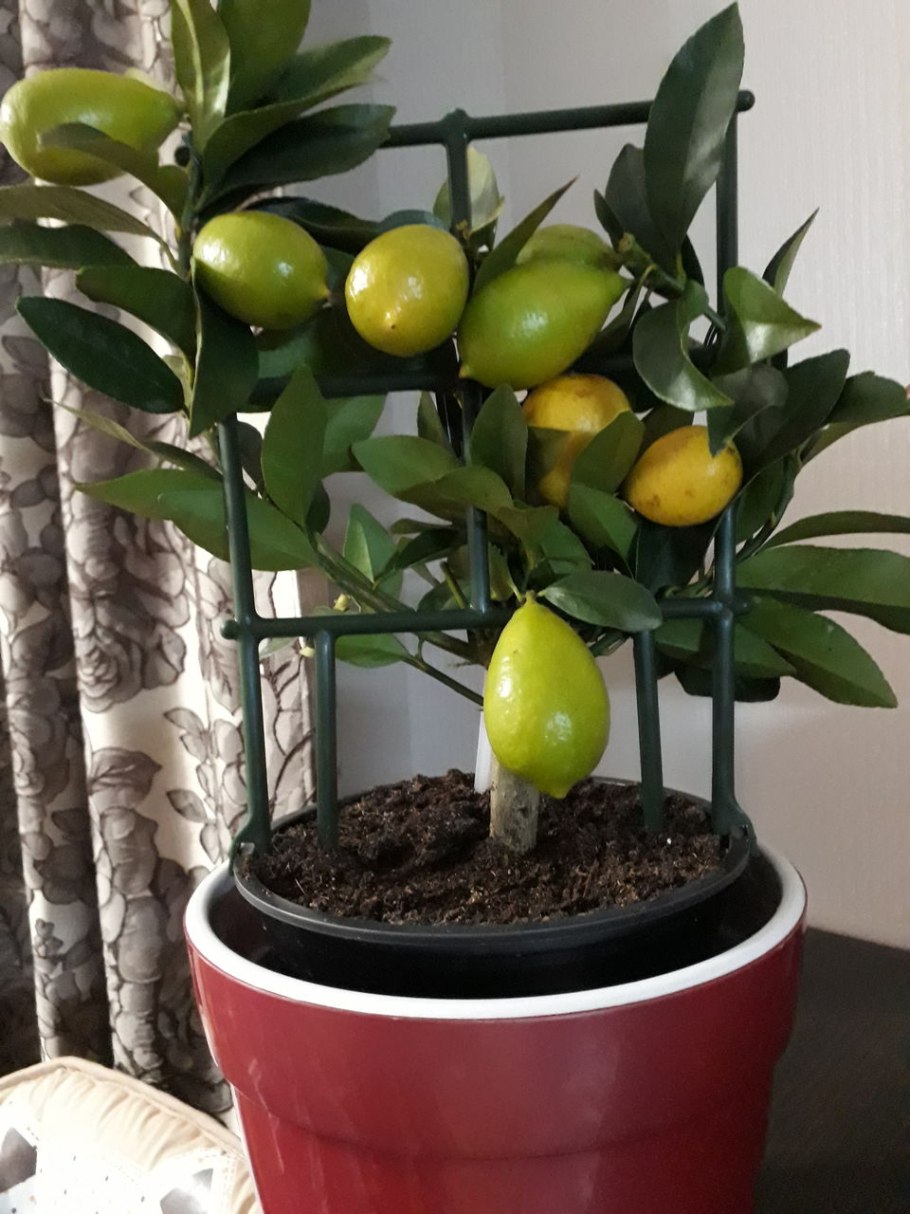 Лаймкват в разрезе