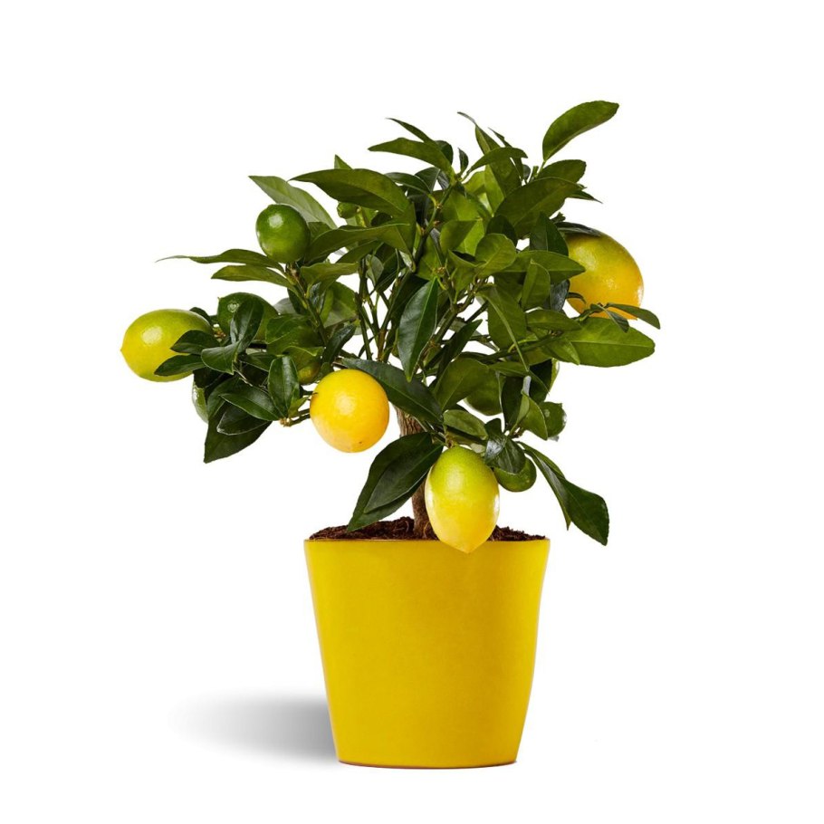 Личи цитрус