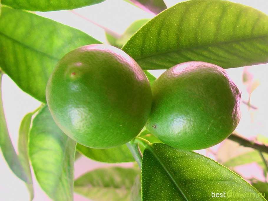 Цитрус Лаймкват Лейкленд